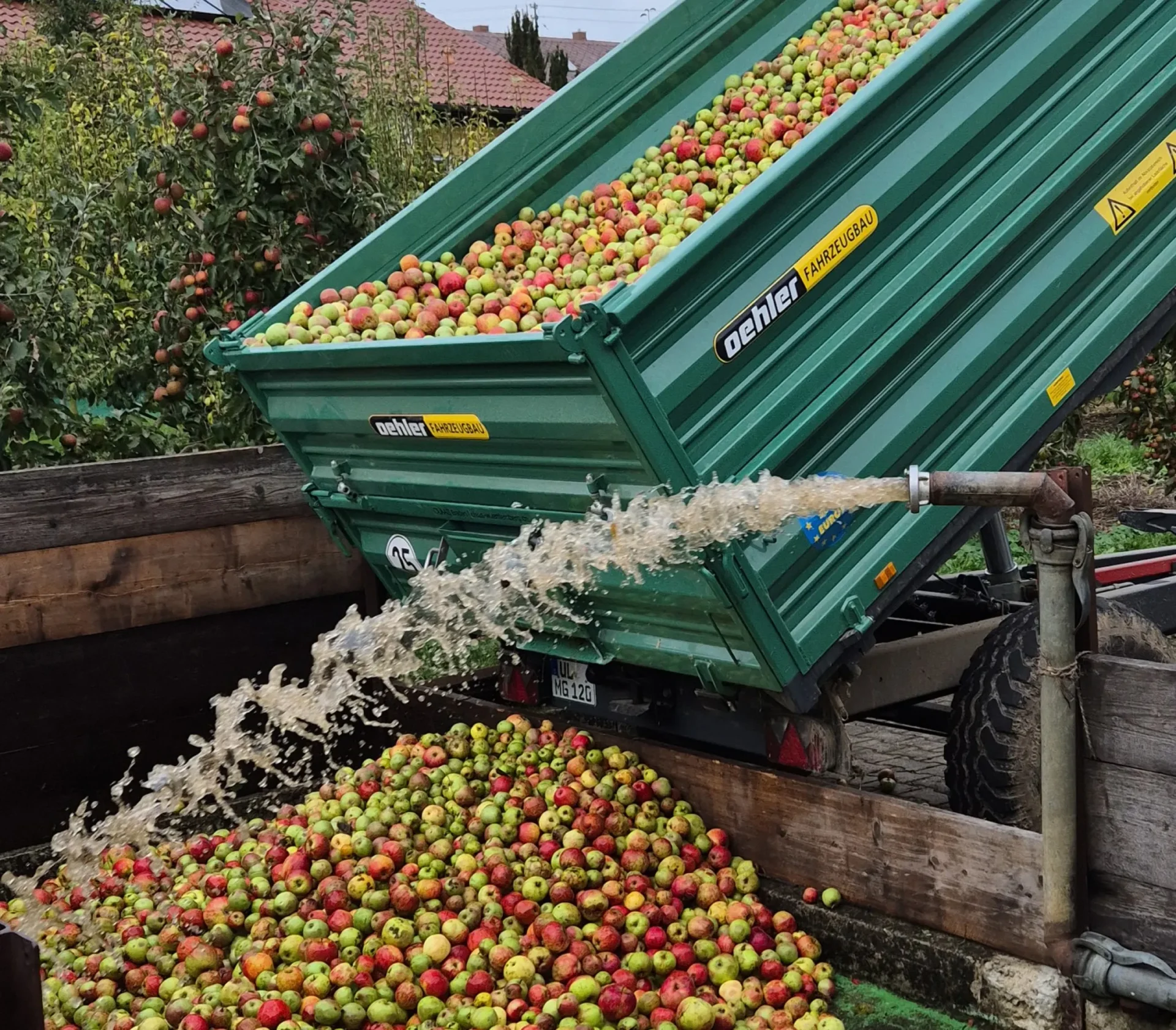 Viele Äpfel sind in einem Anhänger und werden gewaschen